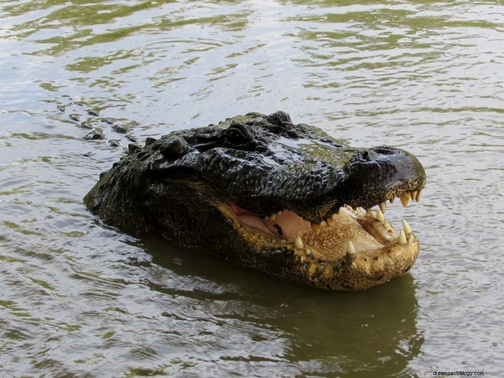 Significado de soñar con Cocodrilo 