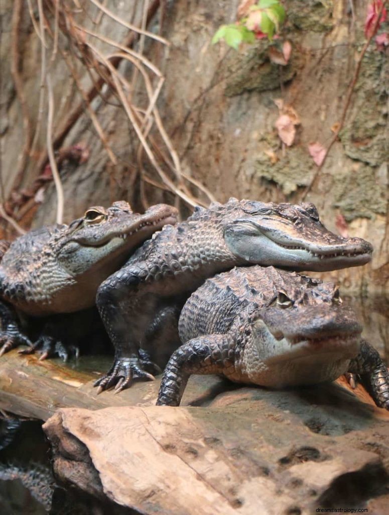 Significado dos sonhos com jacaré 