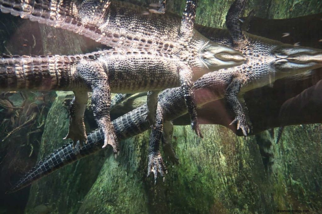 Znaczenie snu aligatora 