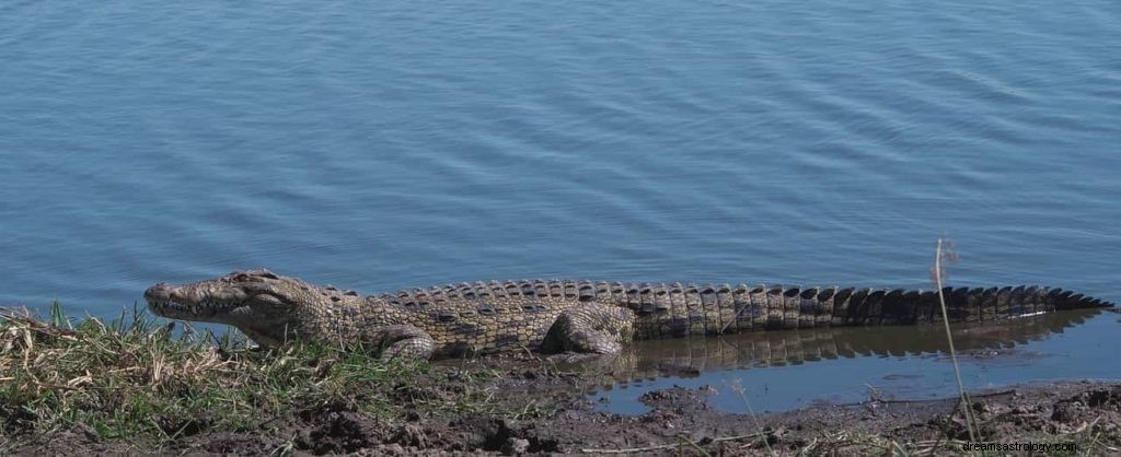 Alligator drøm betydning 