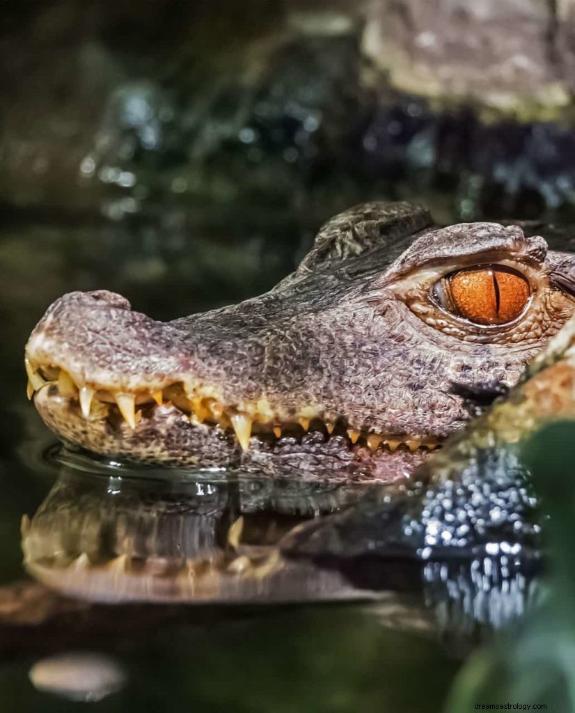 Alligator Dream Betydning 