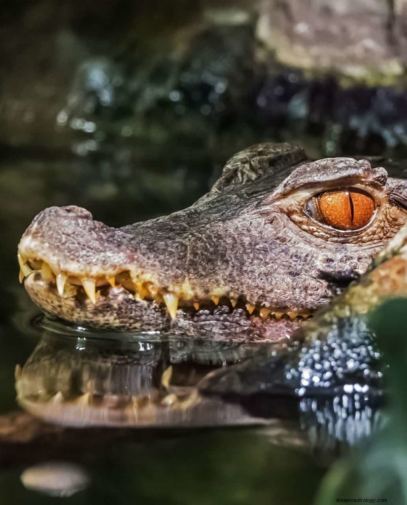 Alligator Traum Bedeutung 