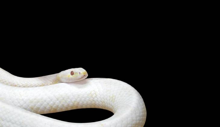 Décoder le mystère des serpents blancs mystiques 