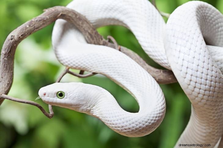 Décoder le mystère des serpents blancs mystiques 