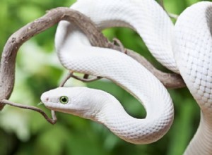 Dekódování záhady mystických bílých hadů 