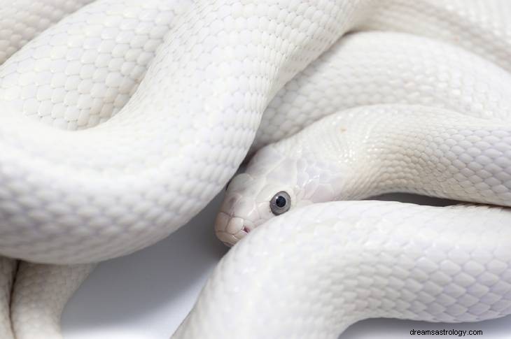 Decodificare il mistero dei mistici serpenti bianchi 
