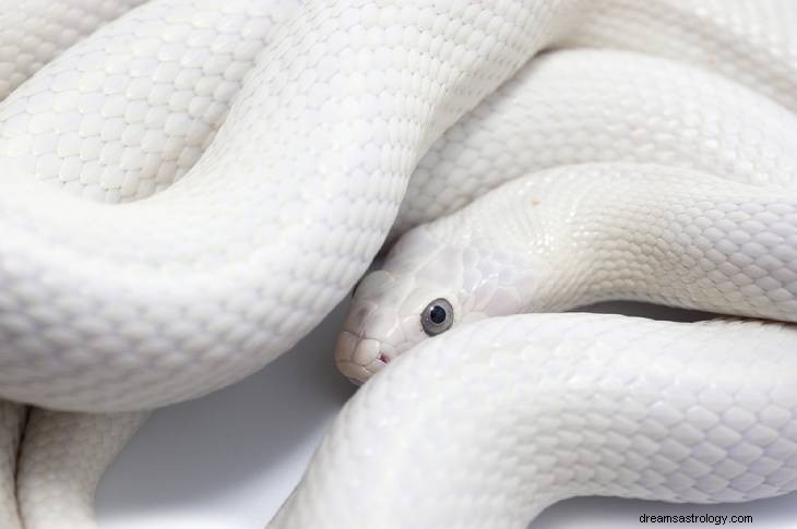 Décoder le mystère des serpents blancs mystiques 