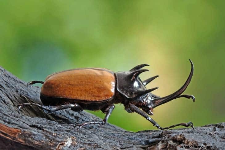 Inilah Kenyataan Dibalik Mimpi Berulang Anda Tentang Kumbang 