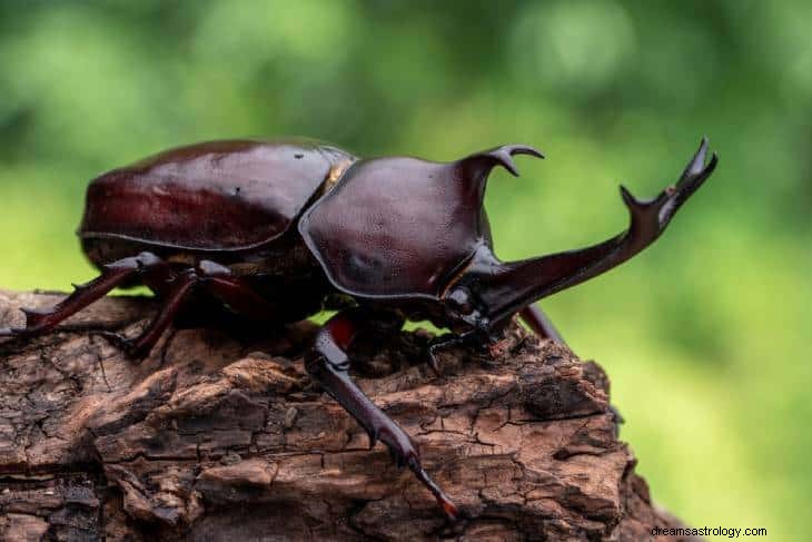 C est la réalité derrière vos rêves récurrents sur les coléoptères 