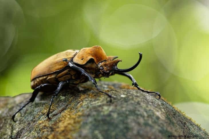 これは、カブトムシについてのあなたの繰り返しの夢の背後にある現実です 