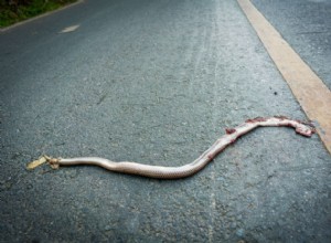 Een slang doden in een droom betekent huwelijk - feit of fictie? 