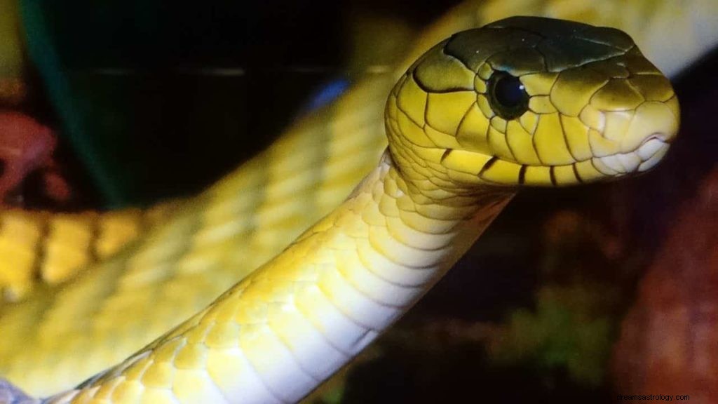 Rêve de serpent jaune 