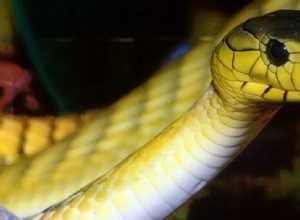 Sen žlutého hada 