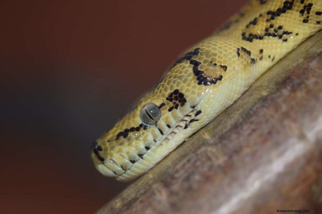 Sogno di serpente giallo 