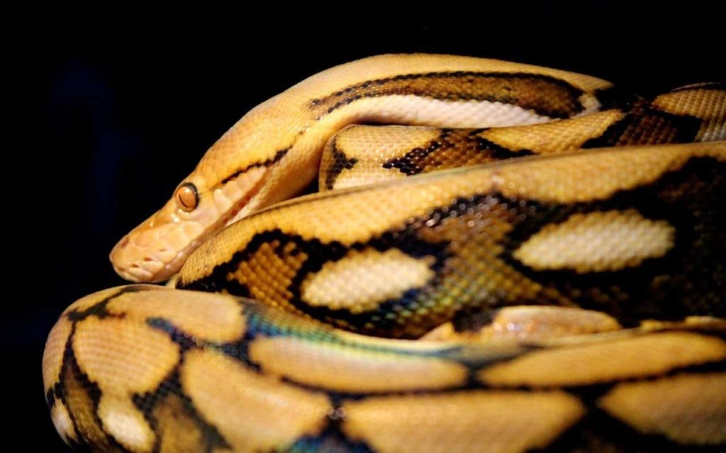 Sogno di serpente giallo 