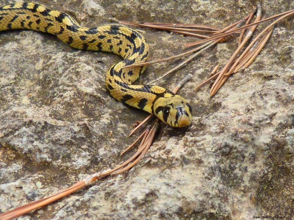 Rêve de serpent jaune 