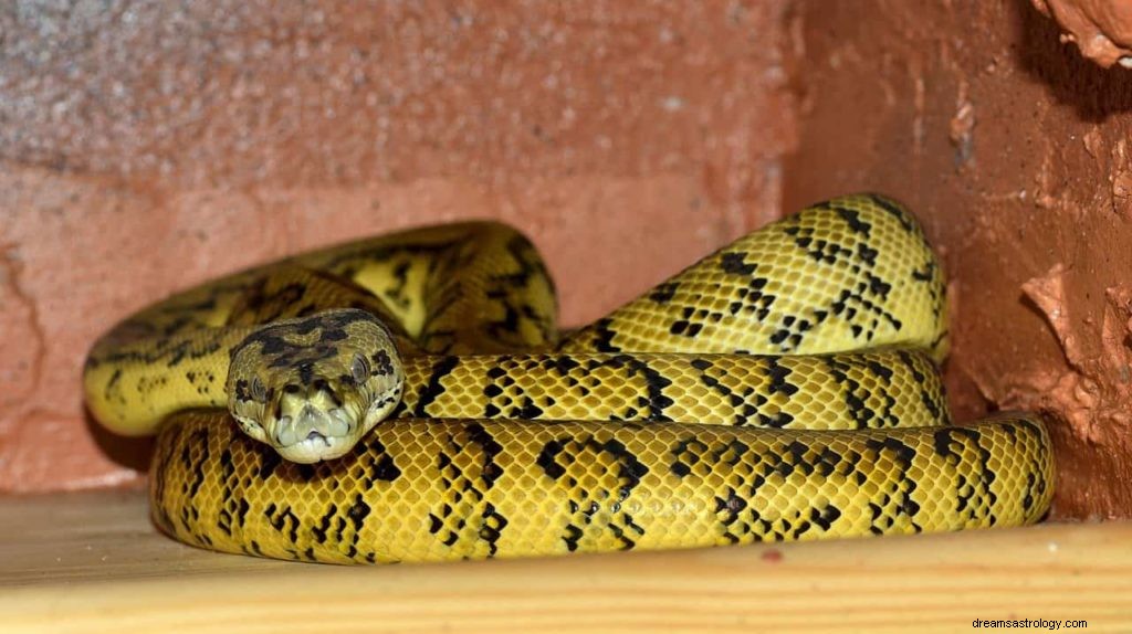 Sogno di serpente giallo 