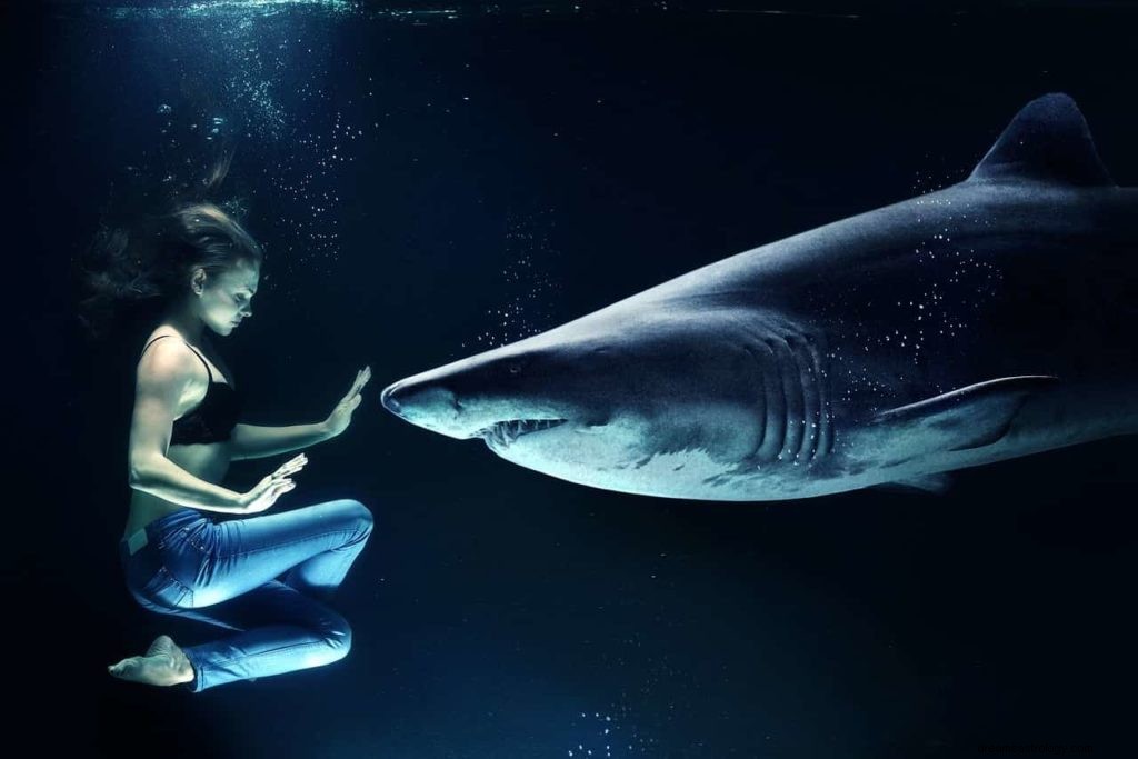 Significado de sonhar com tubarão 
