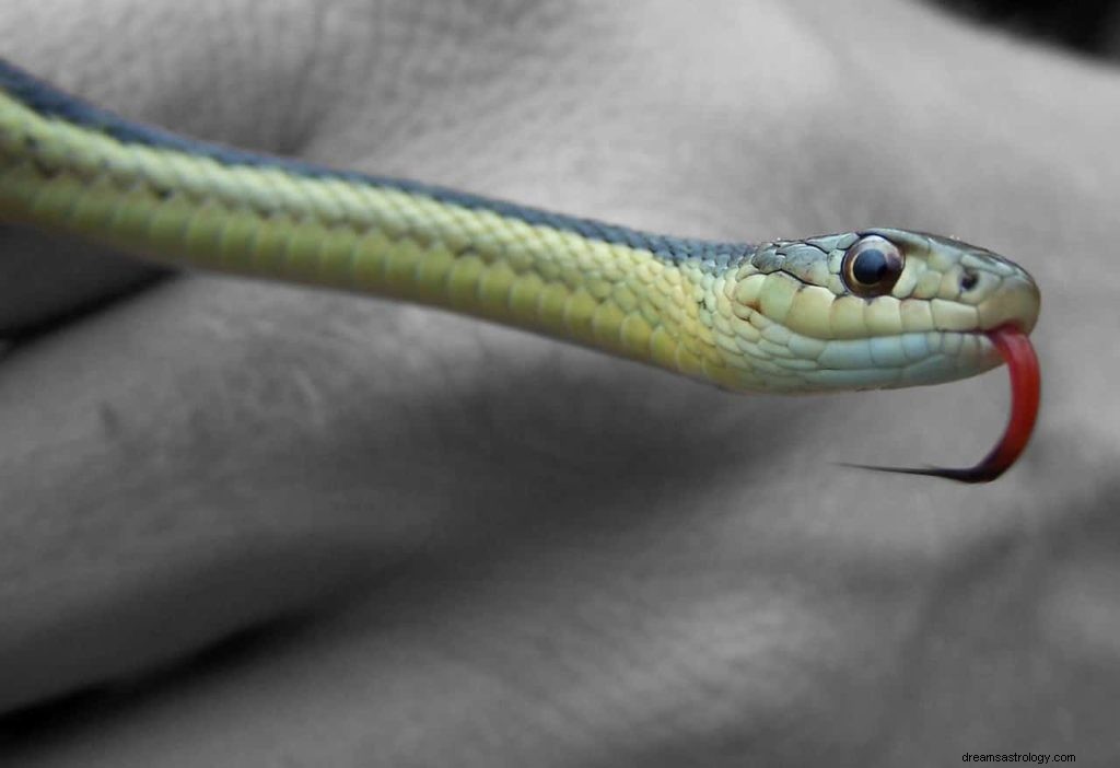 Cosa significa sognare un morso di serpente? 