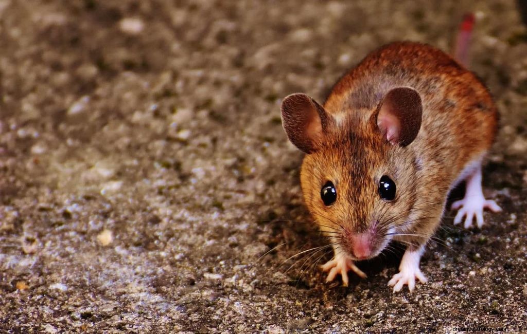 Maus/Mäuse Traum Bedeutung 