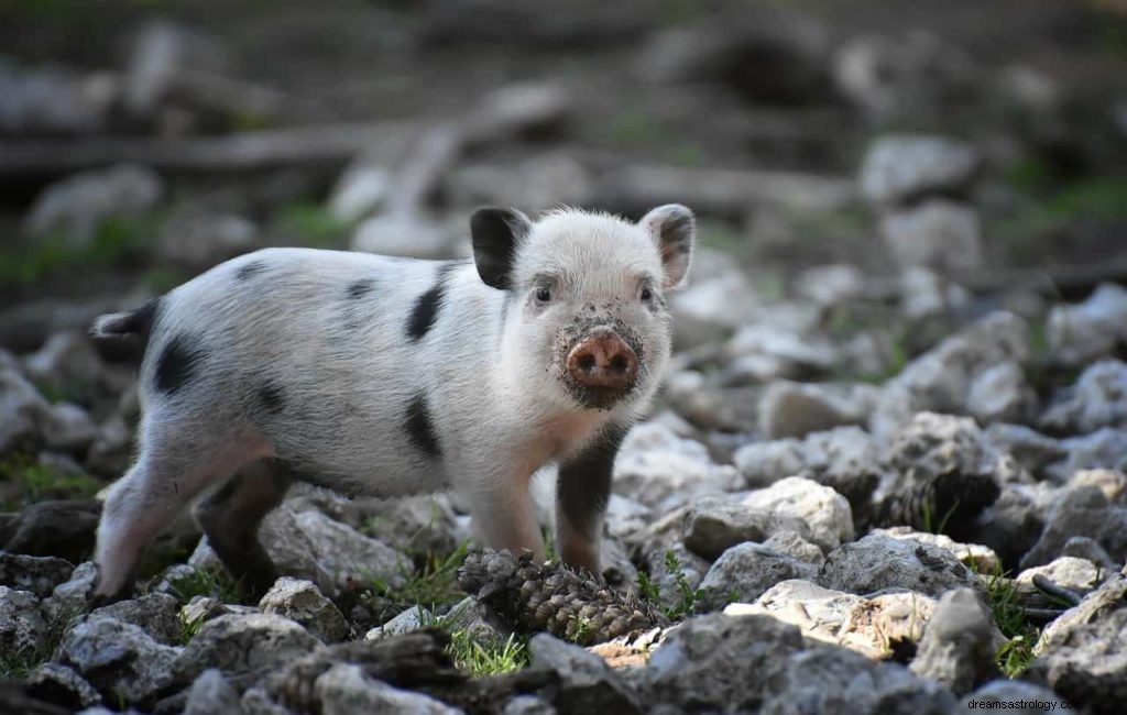 Cochon en rêve 