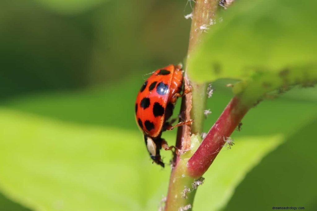 Il significato del sogno di una coccinella 