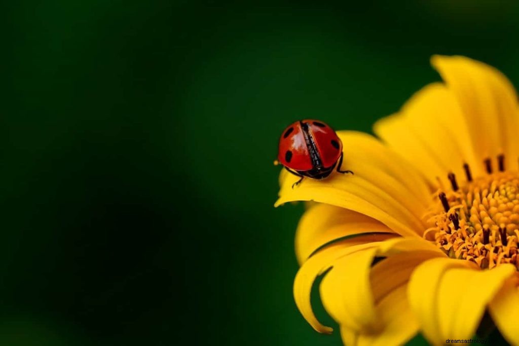 La signification du rêve de coccinelle 