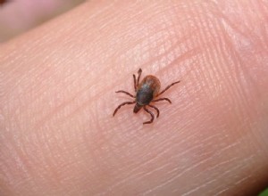 Lus i drømme:Betydning og fortolkning 