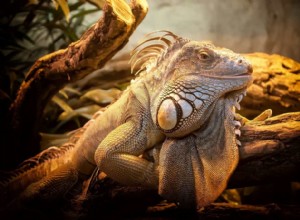 夢の中のトカゲ 