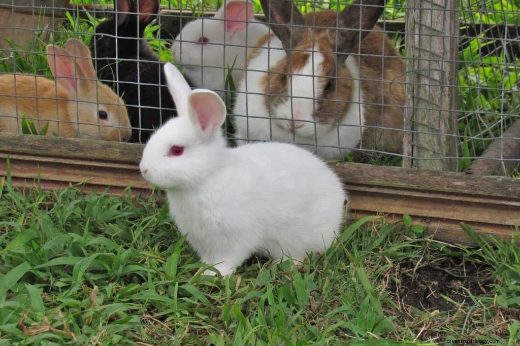 Kaninchen- oder Hasen-Traumbedeutung 