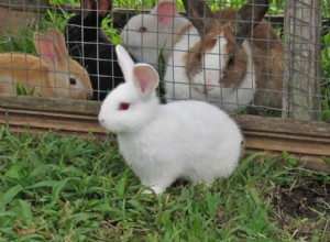 Significado de soñar con Conejo o Liebre 