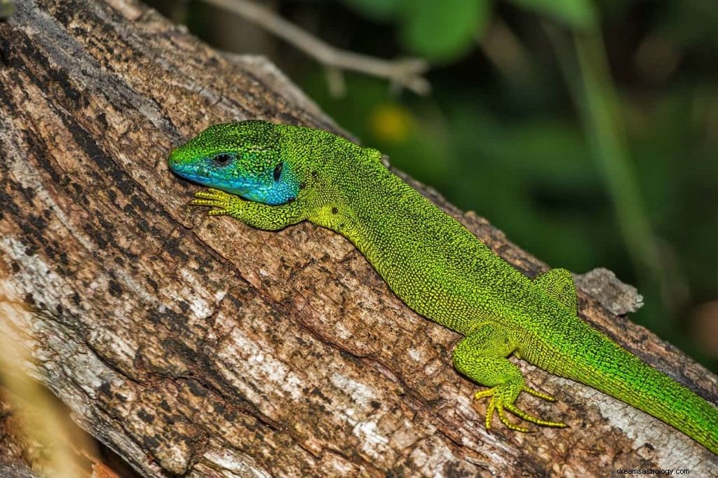 Lagarto en sueños 