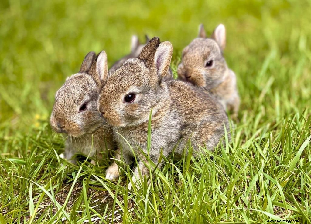 Significado de soñar con Conejo o Liebre 