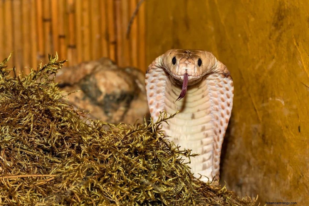 Sonhar com cobras atacando você ou alguém que você conhece 