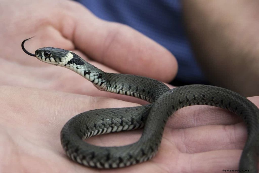 Sognare serpenti che attaccano te o qualcuno che conosci 