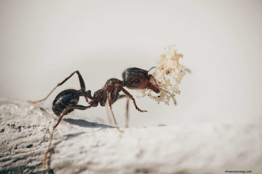 Bugg drömsymboler 