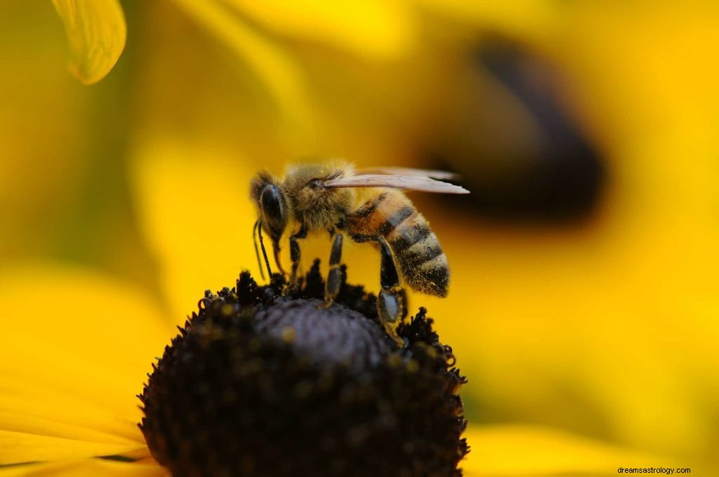 Símbolos de sueño de insectos 