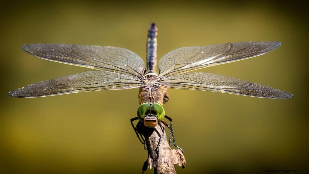 Símbolos de sueño de insectos 