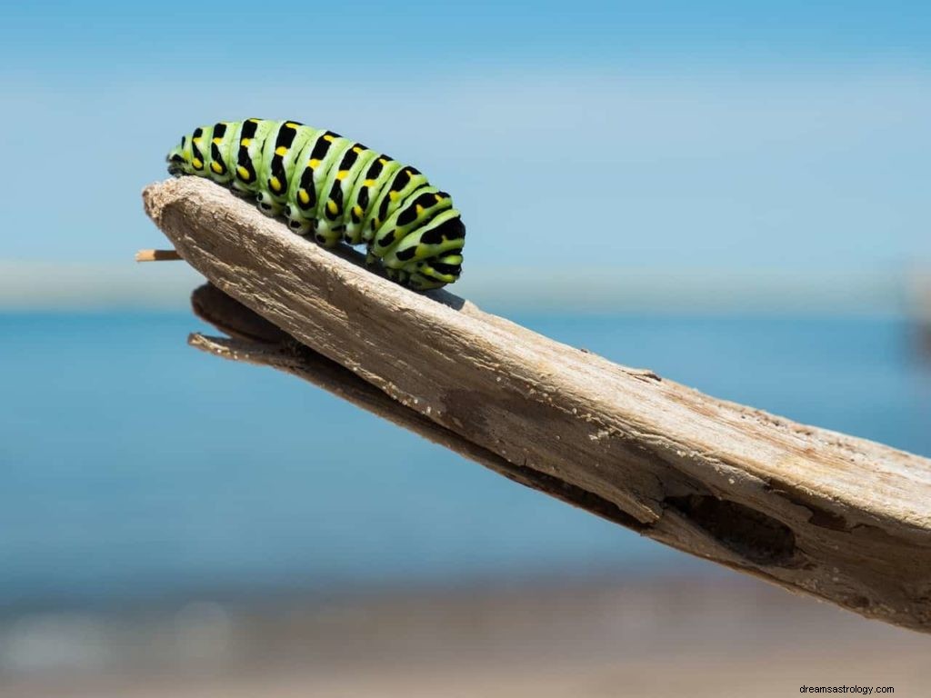 Símbolos de sueño de insectos 