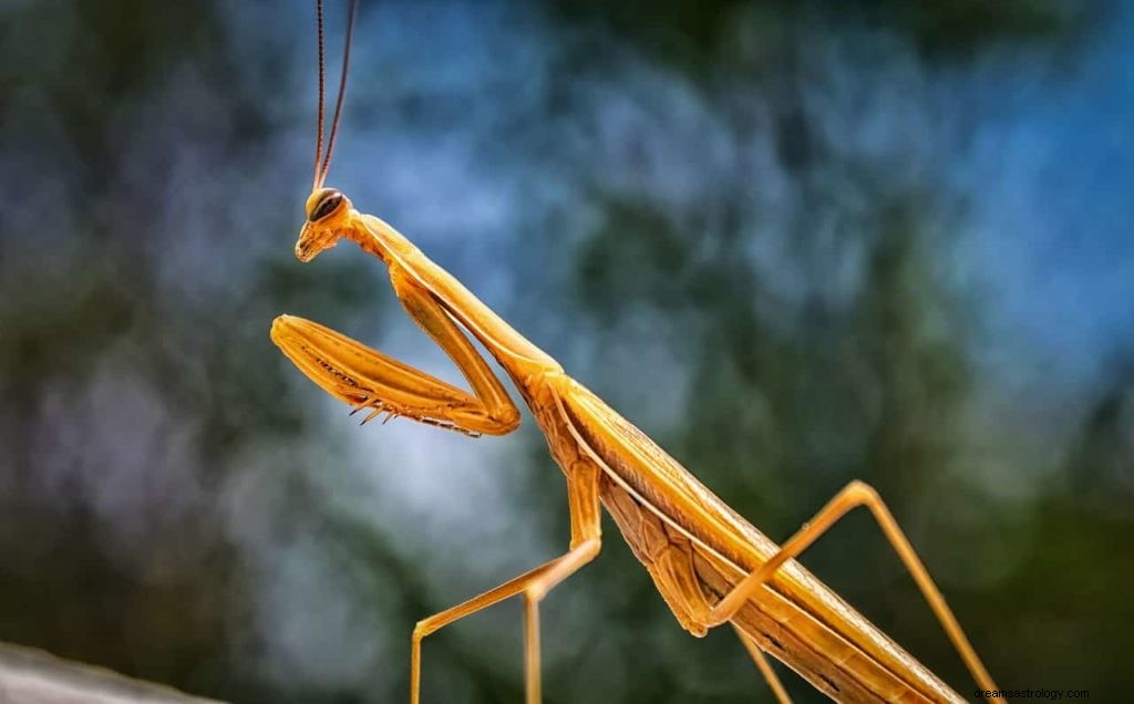 Símbolos de sueño de insectos 