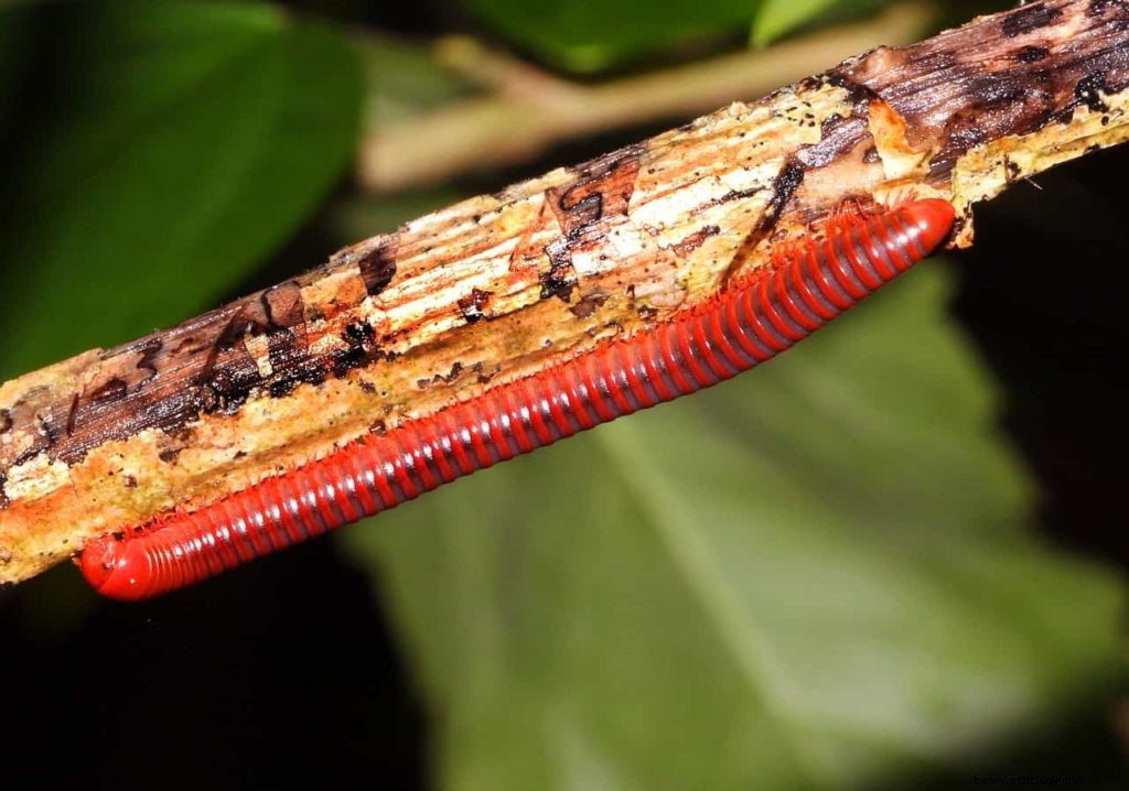 Símbolos de sueño de insectos 