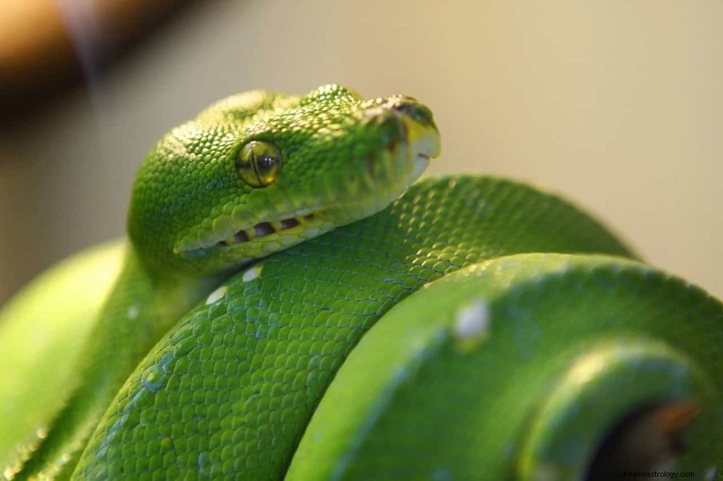 O que significam cobras verdes em sonhos? 