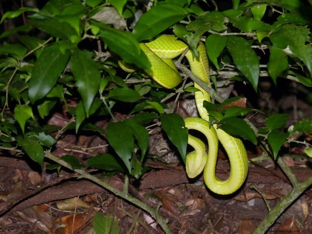 Vad betyder gröna ormar i drömmar? 