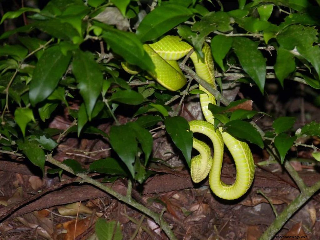 Que signifient les serpents verts dans les rêves ? 