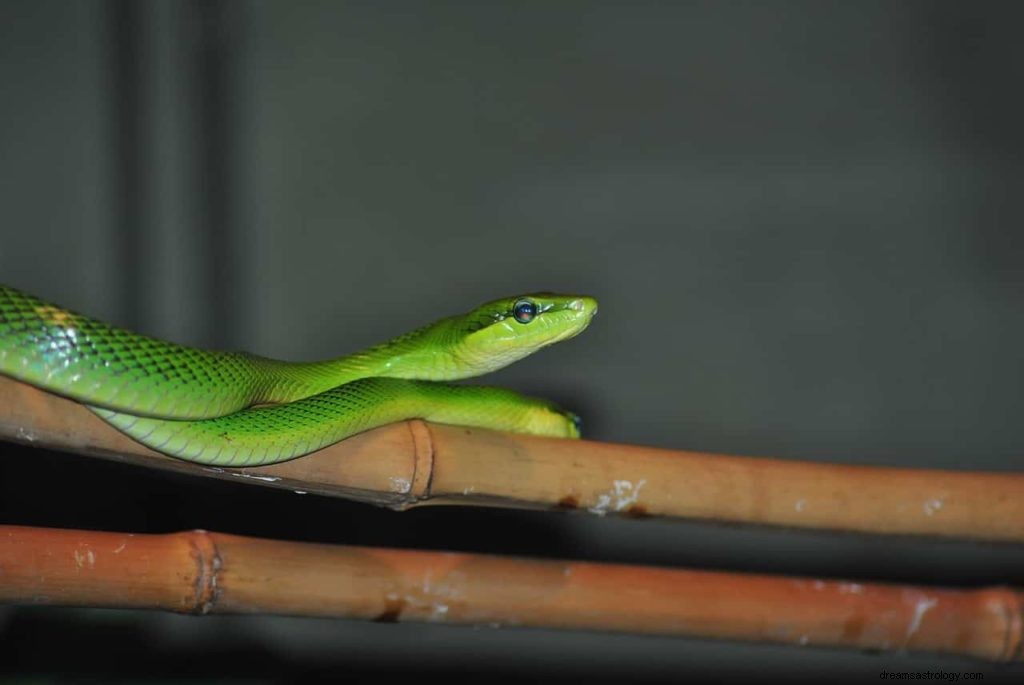 夢の中の緑のヘビはどういう意味ですか？ 