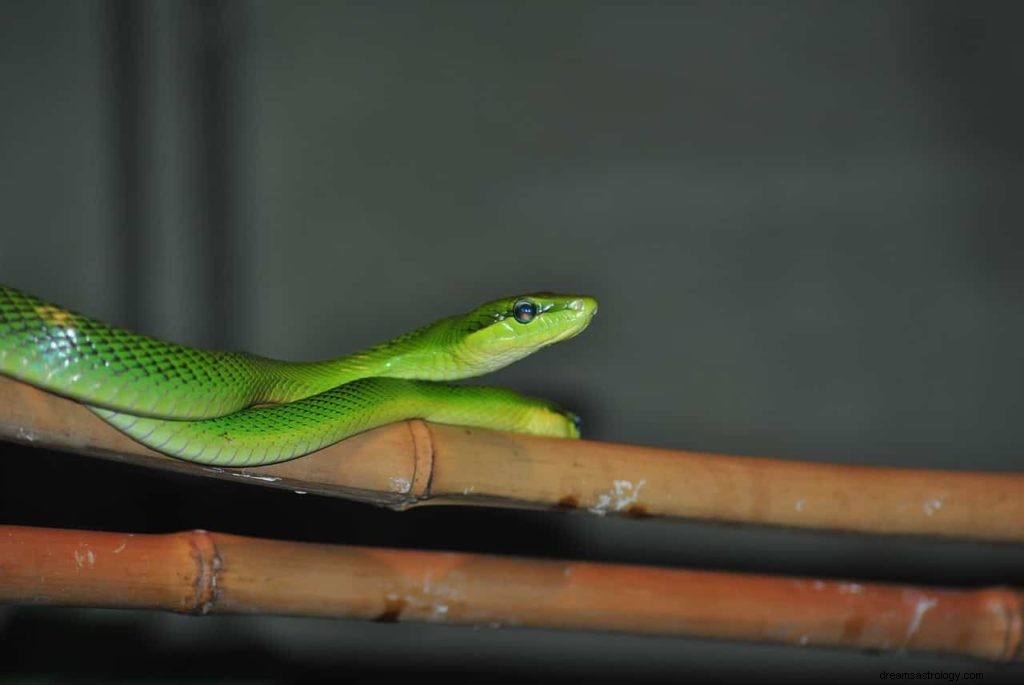 Que signifient les serpents verts dans les rêves ? 