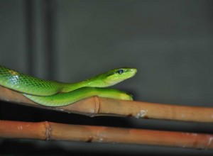 Co znamenají zelené hady ve snech? 