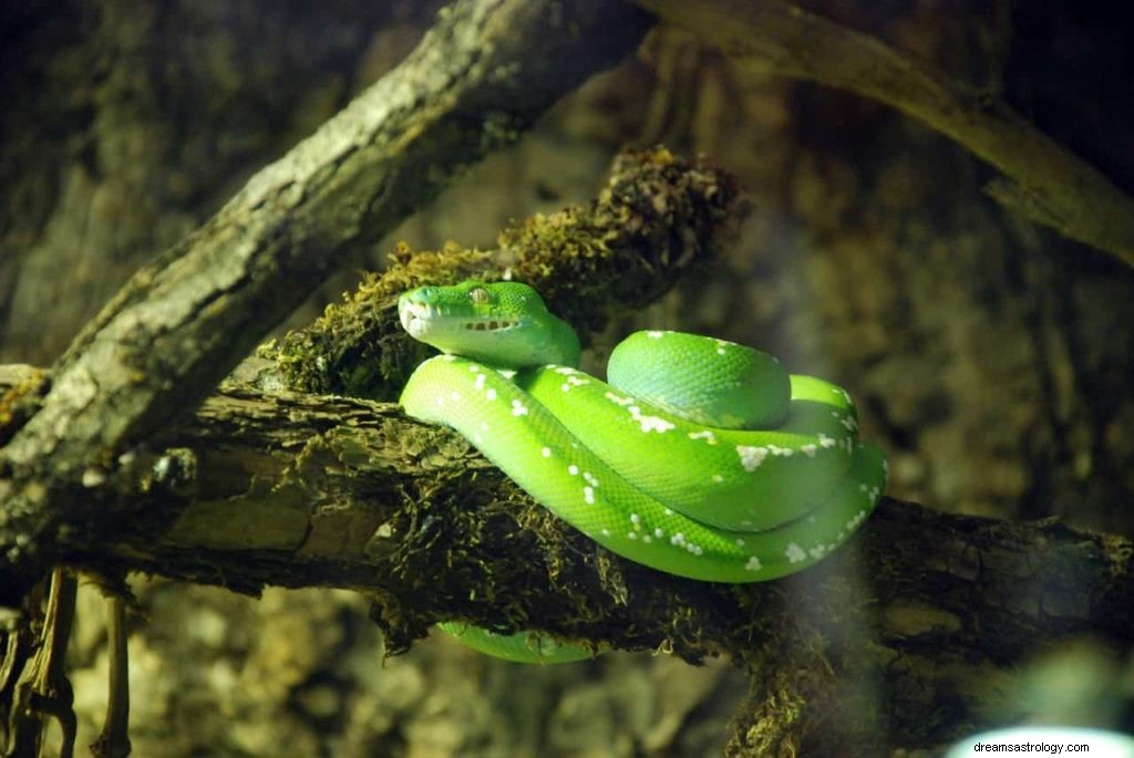 O que significam cobras verdes em sonhos? 