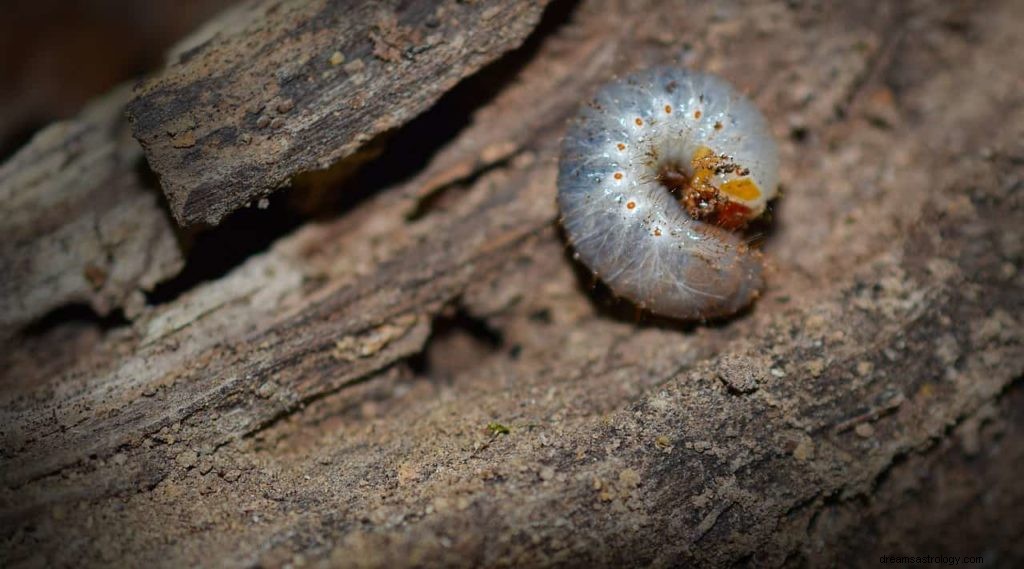 Έννοια του ονείρου Maggot 