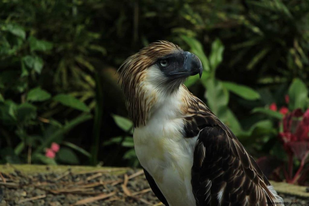 Que signifient les aigles dans les rêves ? 